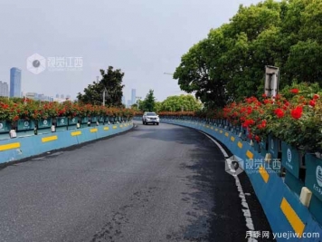 南昌八一大橋萬株月季綻放，綠化中心細(xì)致養(yǎng)護(hù)