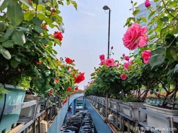 1.2萬株月季盛開，南昌八一橋景觀花廊擁抱春景