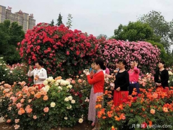 三門(mén)峽月季市花文化和景觀圖集