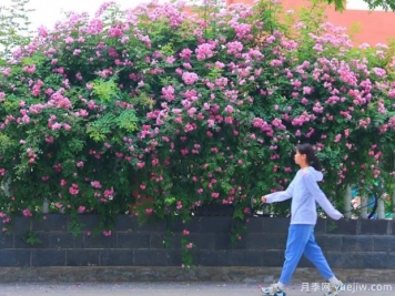 開封月季應用和景觀圖集