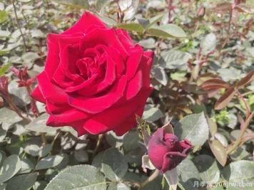 鄭州市花是月季，愛上鄭花滿城