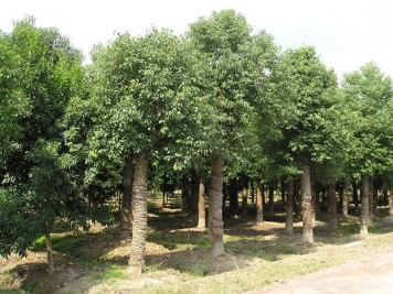 綠化之王是香樟嗎？37個(gè)城市把它作為市樹