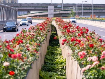鄭州月季花路，生態(tài)廊道彩繪綠都花季