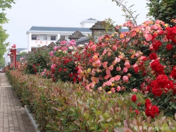 信陽平橋區(qū)：美麗鄉(xiāng)村月季開，幸福生活美景來