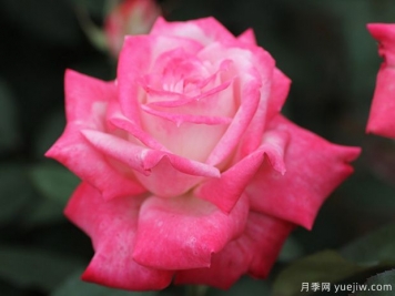 阿爾推斯75月季的優(yōu)缺點是什么？