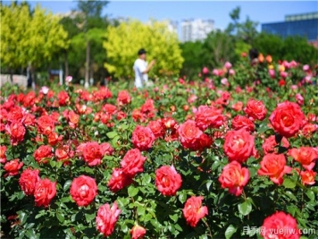 月季花黑斑病如何防治呢？