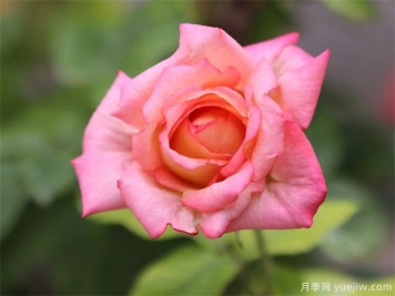 ?月季花在室內(nèi)可以養(yǎng)活嗎？