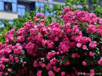 武漢新增多條絕美月季花道，江城處處花海景觀