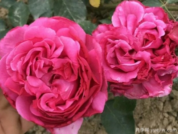 伊芙里奧月季的優(yōu)缺點(diǎn)是什么？