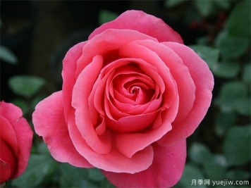 rose是什么，玫瑰和月季的區(qū)別到底在哪！