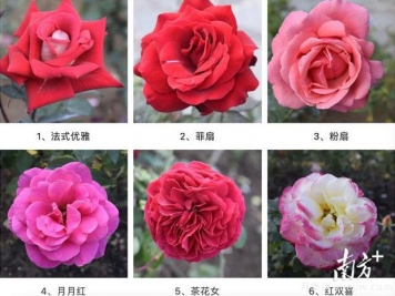 東莞植物園83個(gè)月季花品種盛放，教你如何種月季