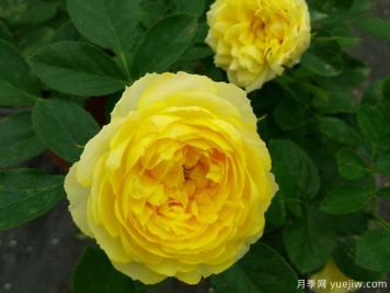 聊聊金絲雀月季為什么貴？
