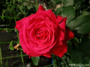 亞力克紅月季，香味濃郁花大花美
