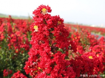盛夏的紫薇，艷麗火熱