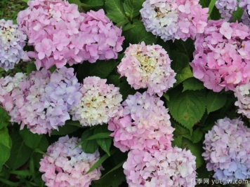 不同品種的繡球開(kāi)花后如何修剪？