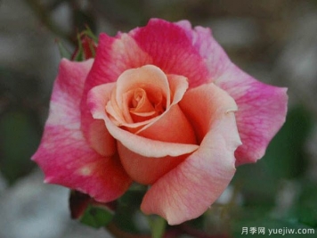 胡佛總統(tǒng)月季的優(yōu)缺點是什么？