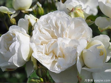 三位一體月季的優(yōu)缺點(diǎn)是什么？