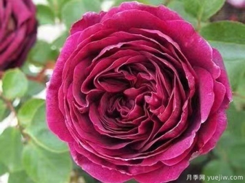 王子月季的優(yōu)缺點(diǎn)是什么？