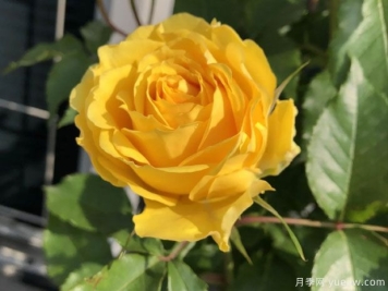 獅子座陽臺月季的優(yōu)缺點(diǎn)是什么？