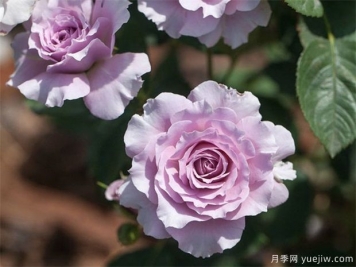 蜻蜓月季，喜歡紫色花必須入手