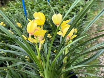 蘭花常見病害喲哪些？如何識別與防治？
