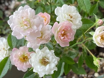 櫻花鏡月季