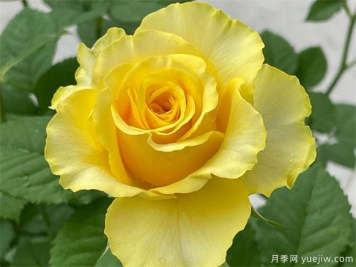 就是她，集優(yōu)點(diǎn)于一身的貝殼月季