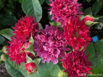 紅茶?？录? title=