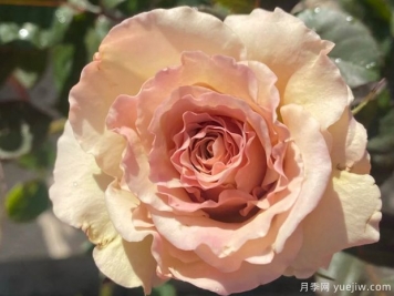 光之翼天使月季的優(yōu)缺點(diǎn)是什么？