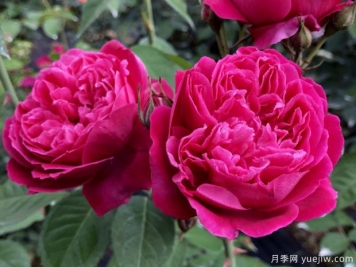 古老月季推薦，紫燕飛舞月季