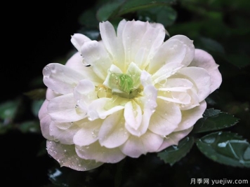 超微月季推薦，雪姬月季