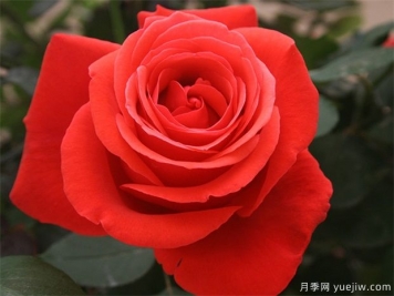 花友寶典，月季養(yǎng)護(hù)要點(diǎn)說明書