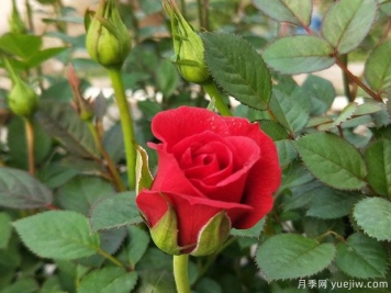 紅色鉆石月季/紅鉆月季