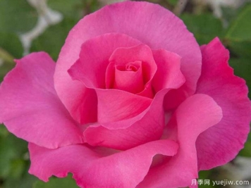 麥卡尼之花月季