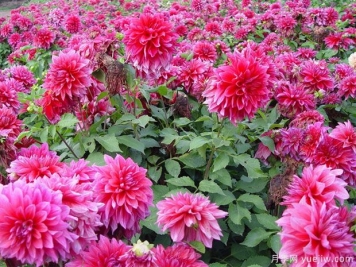 月季花花期長(zhǎng)，養(yǎng)花還有哪幾種花期可達(dá)半年？