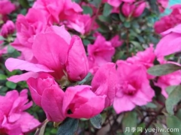  如何把杜鵑花養(yǎng)好？做好四點，花開熱情四季可賞