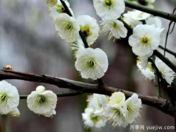 綠萼華--梅花珍品，詩歌贊分享