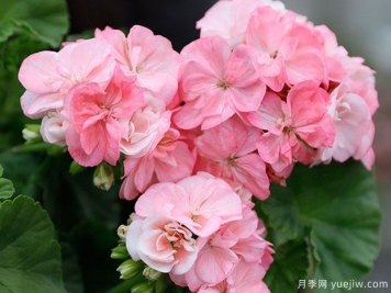 推薦給新人三種花卉，好養(yǎng)好看