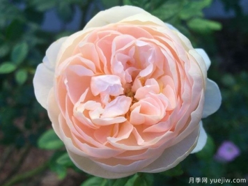 牧羊女月季