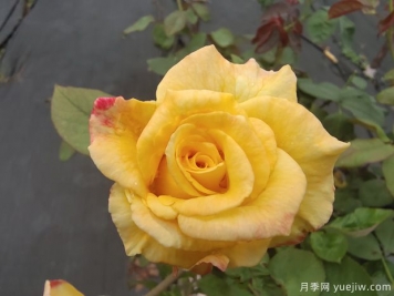 黃玫瑰代表什么意思？黃玫瑰寓意？黃玫瑰的花語是什么？