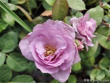 藍玫瑰花語是什么？藍玫瑰代表什么意思？