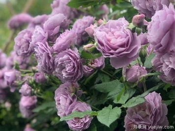 5個獨一無二的紫色月季花，喜歡嗎