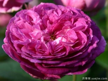 香水花環(huán)月季/香水門(mén)廊