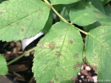 月季缺水形成的黃葉黑斑和黑斑病害，如何進行區(qū)別？