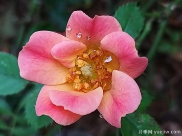快樂(lè)的家伙月季