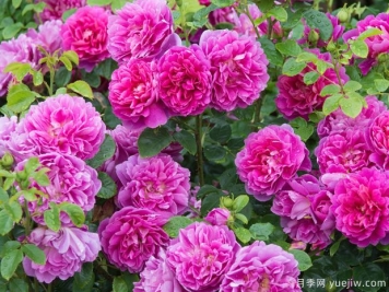 薔薇花該如何種植養(yǎng)護？一文講明白