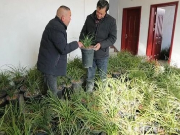 南陽西峽蘭花香飄正好，蘭花培育致富
