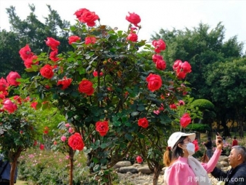 南寧南湖公園月季園2萬株月季競相綻放，美極了！