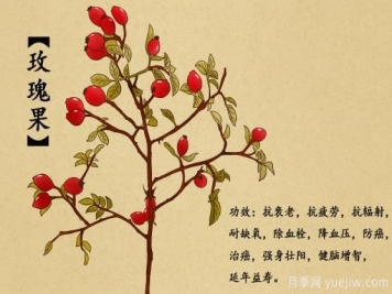 什么是玫瑰果？玫瑰果9大功效作用