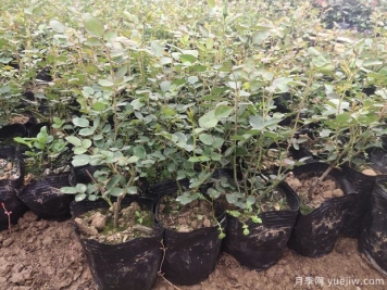 月季容器苗應(yīng)該如何施肥？方式做好效率高